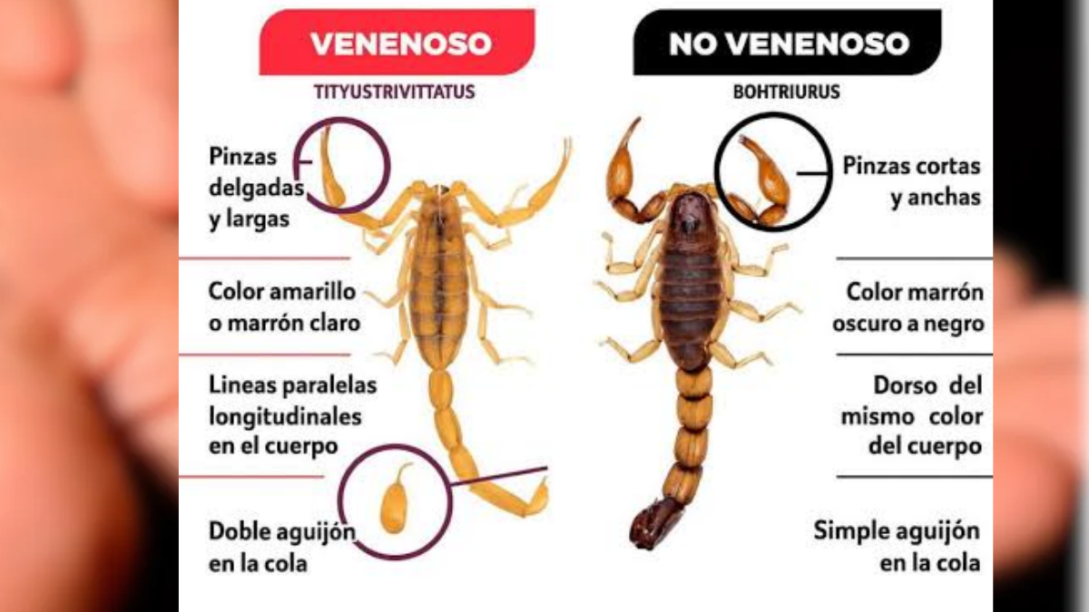Diferencias entre el alacrán venenoso Tityus trivittatus y el no venenoso Bothriurus. Diferencias entre el alacrán venenoso Tityus trivittatus y el no venenoso Bothriurus.