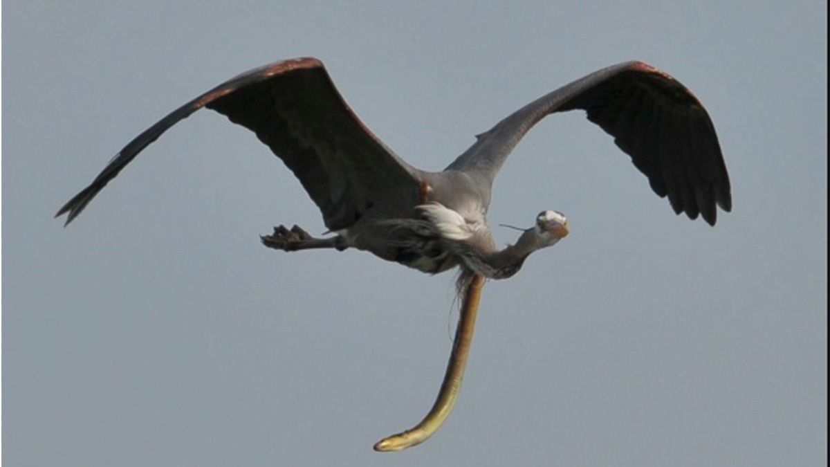 Las anguilas serpiente son una familia de especies que viven la mayor parte de su vida enterradas
