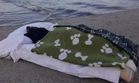 Llevó a su perra enferma terminal a dar un último paseo por su playa favorita Llevó a su perra enferma terminal a dar un último paseo por su playa favorita