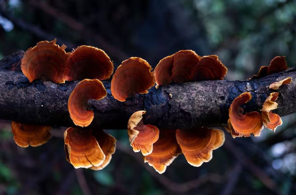 Reishi, el hongo que eligió Agustina Cherri para lanzar su marca. Reishi, el hongo que eligió Agustina Cherri para lanzar su marca.