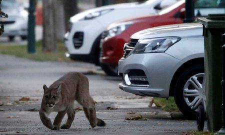 Este año se detectaron más pumas en ambientes urbanos por la sequía y los incendios. Este año se detectaron más pumas en ambientes urbanos por la sequía y los incendios.