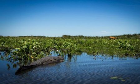 Corrientes confecciona un inventario de humedales, que ocupan un cuarto de la provincia Corrientes confecciona un inventario de humedales, que ocupan un cuarto de la provincia