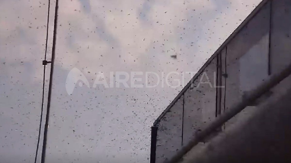 Hormigas voladoras invadieron Santa Fe y la región este jueves.