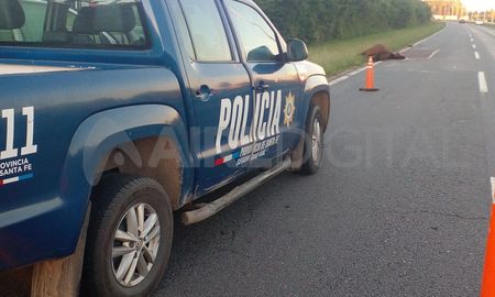 Según se informó, uno de los conductores sufrió algunas lesiones menores, mientras que el otro automovilista resultó ileso. En cambio, un caballo resultó muerto. Según se informó, uno de los conductores sufrió algunas lesiones menores, mientras que el otro automovilista resultó ileso. En cambio, un caballo resultó muerto.