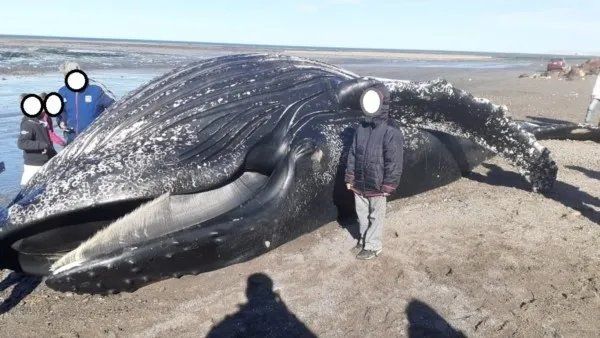 Niños sacándose fotos con el animal encallado en la costa.