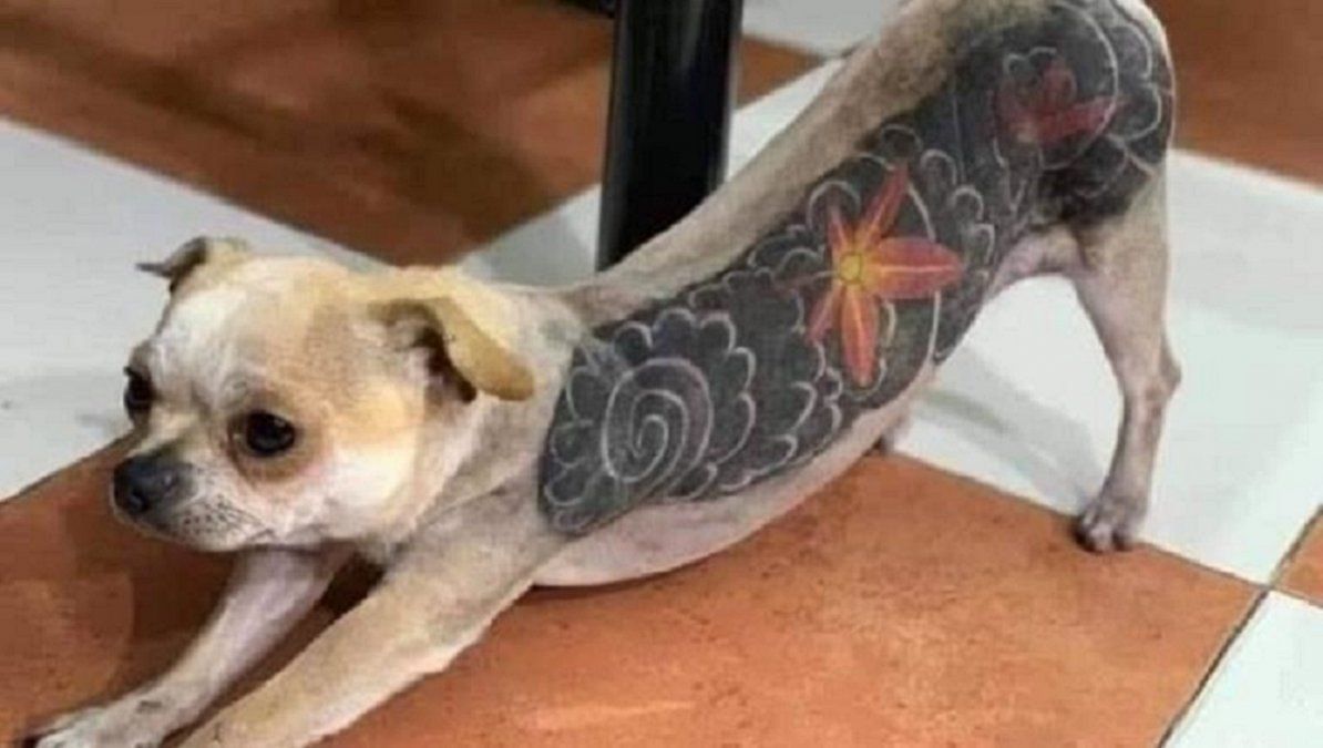 Tatuajes en perros: la moda polémica 
