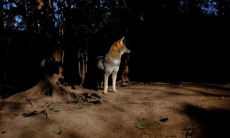 Aire de Santa Fe | Mundo Aparte - zorro.jpg