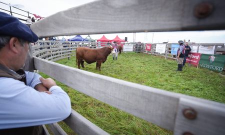 Ejemplares de la raza Braford premiados en Agroactiva 2025. Ejemplares de la raza Braford premiados en Agroactiva 2025.