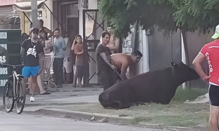 Saquearon un camión con ganado y faenaron a tres vacas en la calle Saquearon un camión con ganado y faenaron a tres vacas en la calle