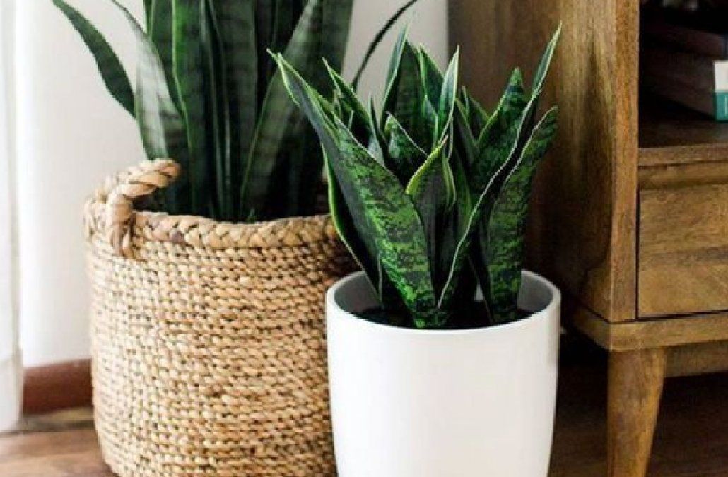 5 curiosidades que tenés que saber sobre la sansevieria