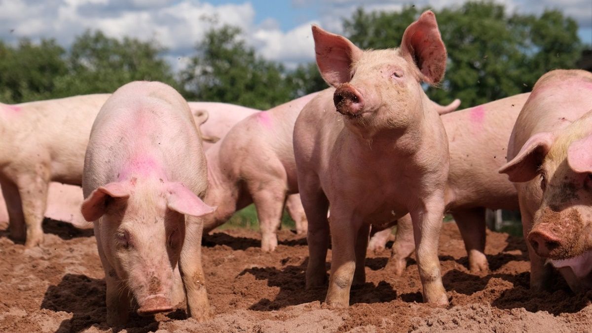 El gobierno de Santa Fe lanzó cinco cortes de cerdo a $4.490. En principio entra en vigencia en Rosario.