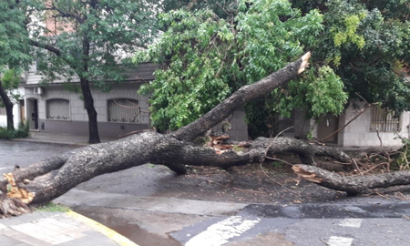 Más de 400 árboles caídos y techos volados por temporal de viento en Rosario. Foto: Télam Más de 400 árboles caídos y techos volados por temporal de viento en Rosario. Foto: Télam