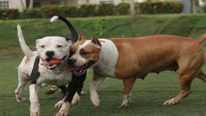 En Santa Fe, hay 500 perros inscriptos en el registro de razas consideradas peligrosas, pero estiman que 