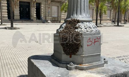 Enjambre de abejas en una de las farolas de la Plaza 25 de mayo. Enjambre de abejas en una de las farolas de la Plaza 25 de mayo.