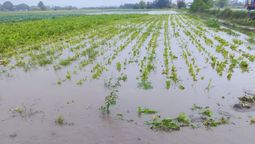 lluvias complican al cinturon horticola santafesino: anegamientos y perdidas para los quinteros