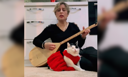 Azim, el gatito melómano que se curó a través de la música y es la sensación en TikTok Azim, el gatito melómano que se curó a través de la música y es la sensación en TikTok