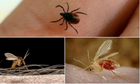 bunyavirus: un viejo virus mortal que reaparecio en china bunyavirus: un viejo virus mortal que reaparecio en china