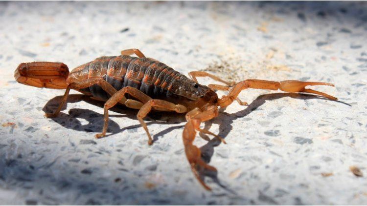 Cómo prevenir y cómo actuar ante las picaduras de alacranes