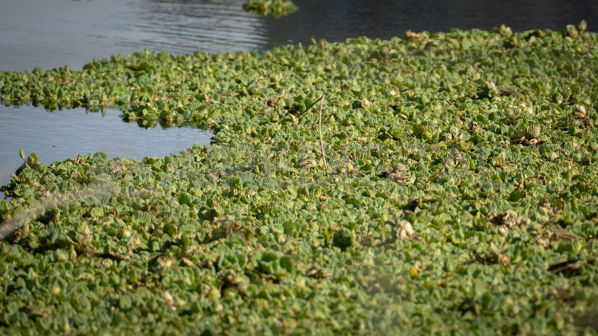 En el lago del Parque del Sur, las algas se acumularon durante las últimas semanas y formaron un embalsado similar al que se puede observar en la Laguna Setúbal. En el lago del Parque del Sur, las algas se acumularon durante las últimas semanas y formaron un embalsado similar al que se puede observar en la Laguna Setúbal.