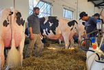 Concurso de Vacas Lecheras: así arrancó la puja por el título en la Expo Rural de Rafaela