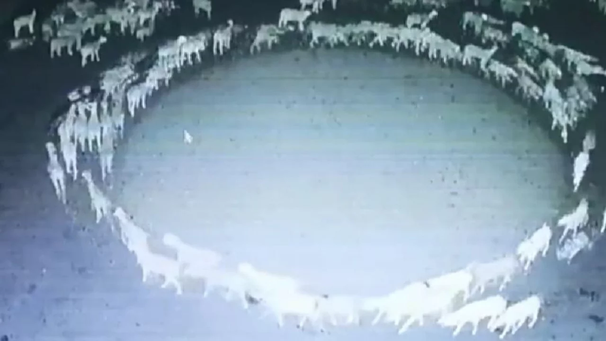 &nbsp;Desconcierto en China: cientos de ovejas llevan varios días caminando en círculos