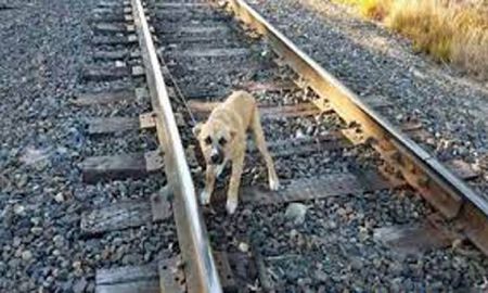 Dos nenes intentaron salvar a su perro de las vías y murieron arrollados por el tren Dos nenes intentaron salvar a su perro de las vías y murieron arrollados por el tren
