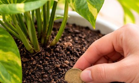 Por qué algunos jardineros recomiendan enterrar una moneda en la tierra del potus. Por qué algunos jardineros recomiendan enterrar una moneda en la tierra del potus.