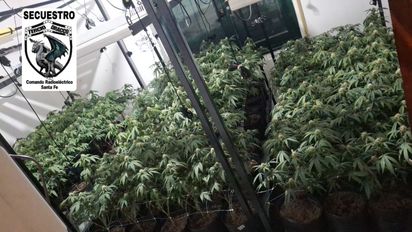 Secuestran más de 300 plantas de cannabis en un operativo en Santa Fe