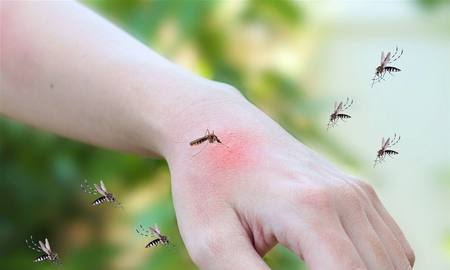 Liberaron millones de mosquitos infectados para combatir al dengue