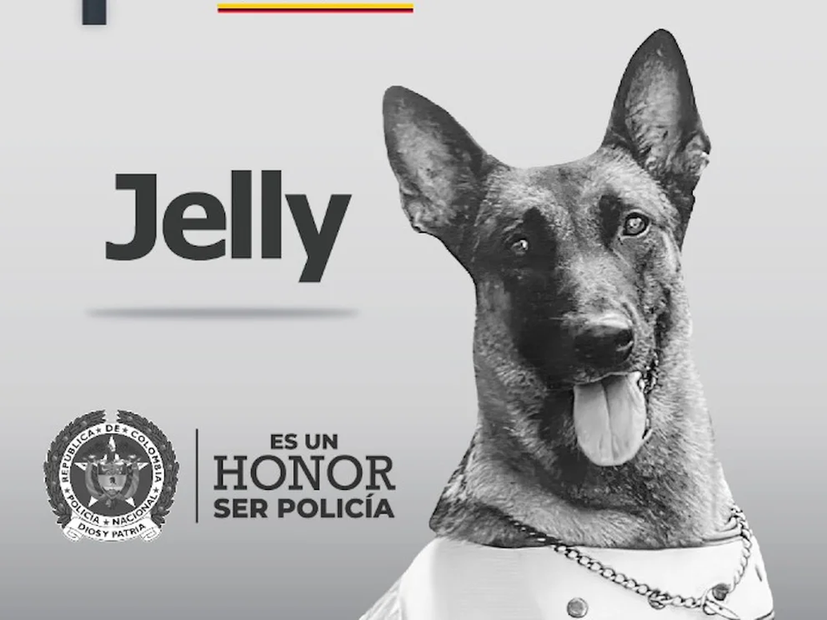 Jelly, la perra polic&iacute;a que muri&oacute; en el atentado del ELN de C&uacute;cuta.