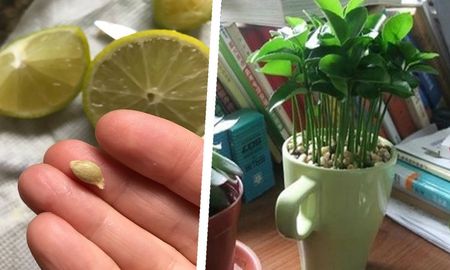 como plantar limones en una taza y darle un fresco aroma a tu hogar como plantar limones en una taza y darle un fresco aroma a tu hogar