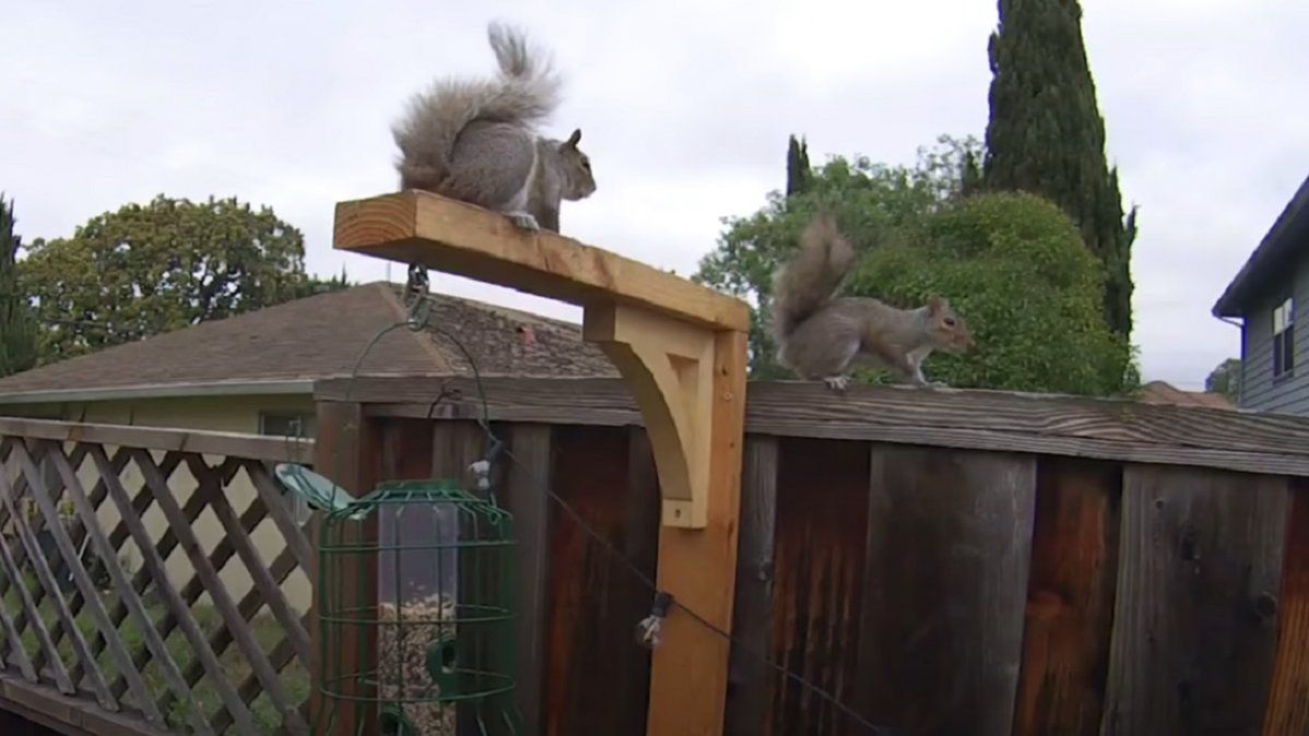Así armó un circuito el exingeniero de la NASA para que las ardillas no le roben las nueces