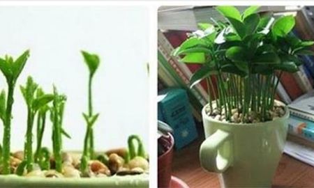 Cómo plantar limones en una taza, paso a paso. Cómo plantar limones en una taza, paso a paso.