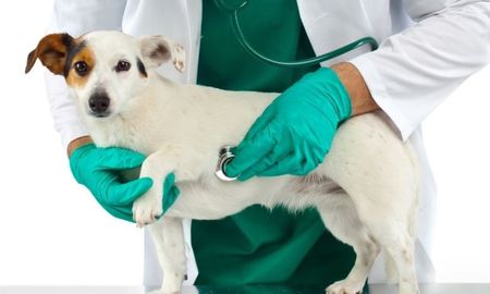 Vet en línea es una obra social para mascotas que atiende las 24 horas, los siete días de la semana. Vet en línea es una obra social para mascotas que atiende las 24 horas, los siete días de la semana.