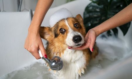 Cada cuánto recomiendan los veterinarios bañar a un perro. Cada cuánto recomiendan los veterinarios bañar a un perro.