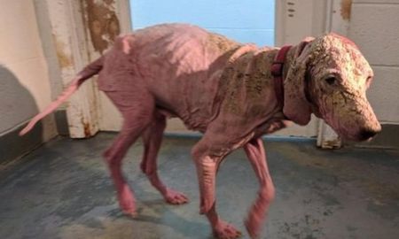 Encontraron a esta perra en el desierto quemada y sin pelo: hoy está irreconocible