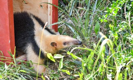 En febrero se liberaron en Santa Fe un oso melero, cuatro monos carayás y 20 aves. En febrero se liberaron en Santa Fe un oso melero, cuatro monos carayás y 20 aves.