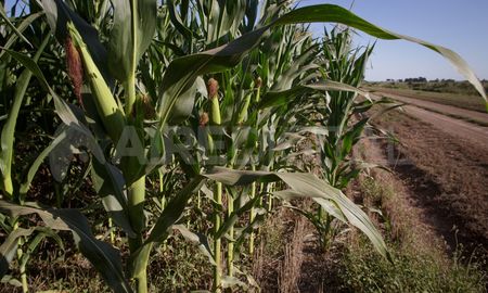 La campaña de maíz 2020/21 mostró un crecimiento de área sembrada en torno al 5%. La campaña de maíz 2020/21 mostró un crecimiento de área sembrada en torno al 5%.