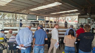La Lehmann celebró 50 años de remates en la Feria de Sarmiento con un homenaje a su historia ganadera