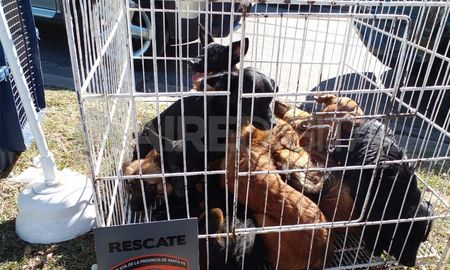 Aire de Santa Fe | rescate animales 3.jpg