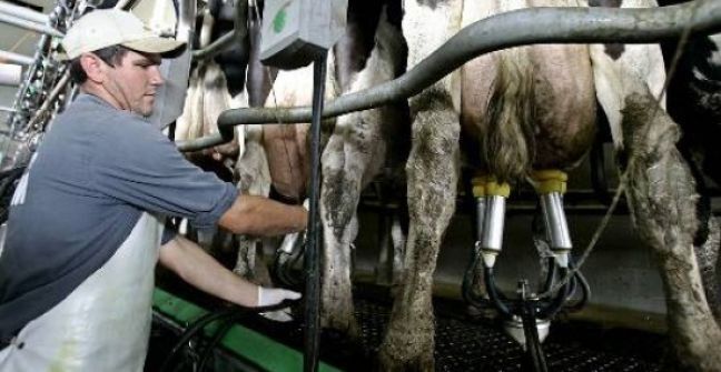 En la Provincia cerraron 500 tambos en dos años