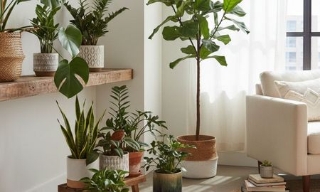 Las 4 plantas que refrescan la casa en verano y ayudan a bajar la sensación térmica.