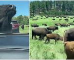 Viral: vehículos quedaron atrapados en medio de una migración de bisontes. Viral: vehículos quedaron atrapados en medio de una migración de bisontes.