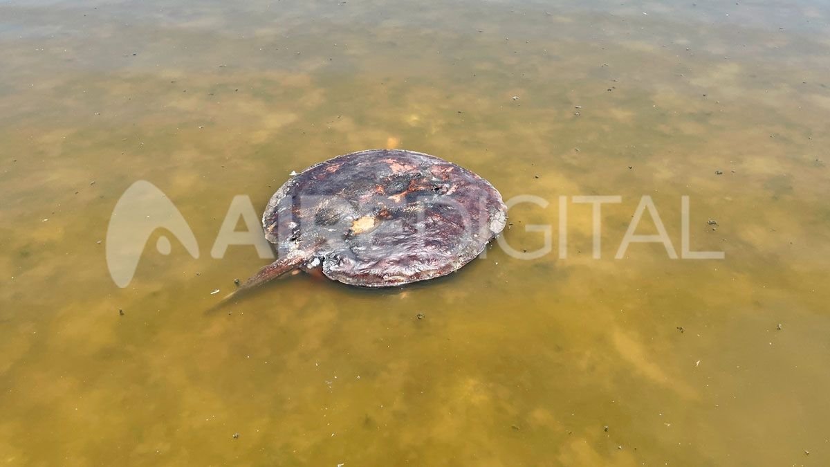 Distintas especies aparecieron en los últimos días en la Laguna del Plata y fueron captadas por el equipo de AIRE.