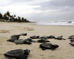 video: mas de 100 tortugas marinas en peligro de extincion nacieron en una playa de brasil desierta video: mas de 100 tortugas marinas en peligro de extincion nacieron en una playa de brasil desierta