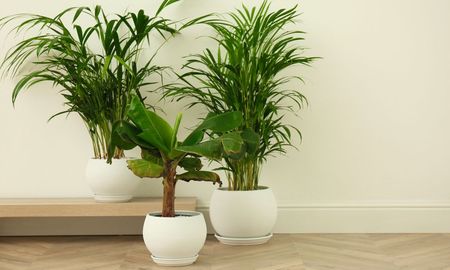 Esta planta parece una palmera, crece muy bien dentro de casa y requiere muy pocos cuidados. Esta planta parece una palmera, crece muy bien dentro de casa y requiere muy pocos cuidados.