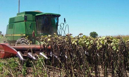 A diferencia de otras campañas de los últimos 8 o 10 años, el girasol comenzó con rendimietnos 2.8/3qq superiores al año pasado A diferencia de otras campañas de los últimos 8 o 10 años, el girasol comenzó con rendimietnos 2.8/3qq superiores al año pasado