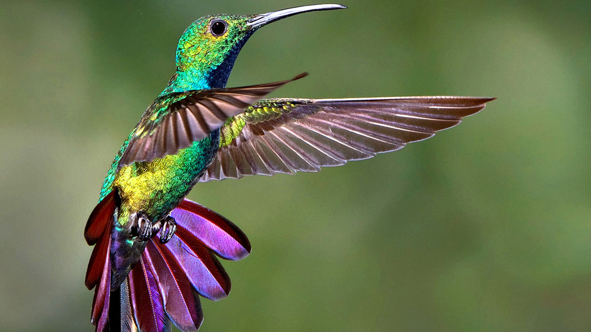 Cuándo aparece el colibrí