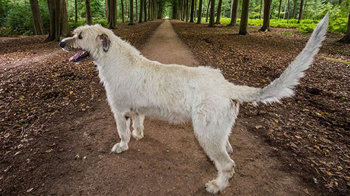 Récord Guinness: la cola de perro más larga del mundo