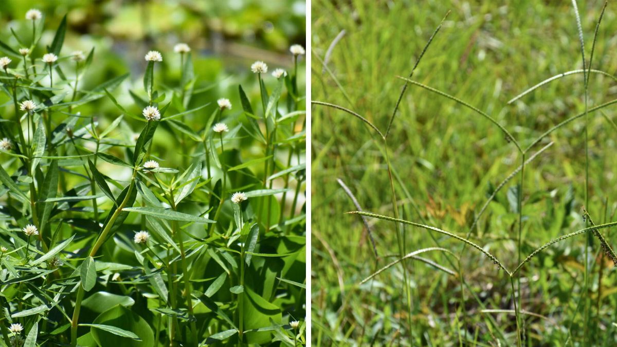 Especies útiltes. La Lagunilla (izquierda), muy nutritiva en la zona de islas; y el Pasto Horqueta (derecha), con presencia en la Cuenca de los Saladillos